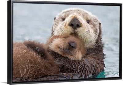 Female Sea otter holding newborn pup out of water, Prince William Sound