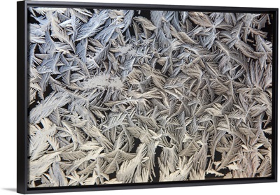 Frost Pattern On Window, Calgary, Alberta, Canada