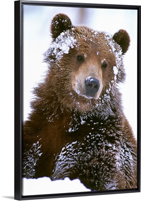 Grizzly bear standing with face covered in snow