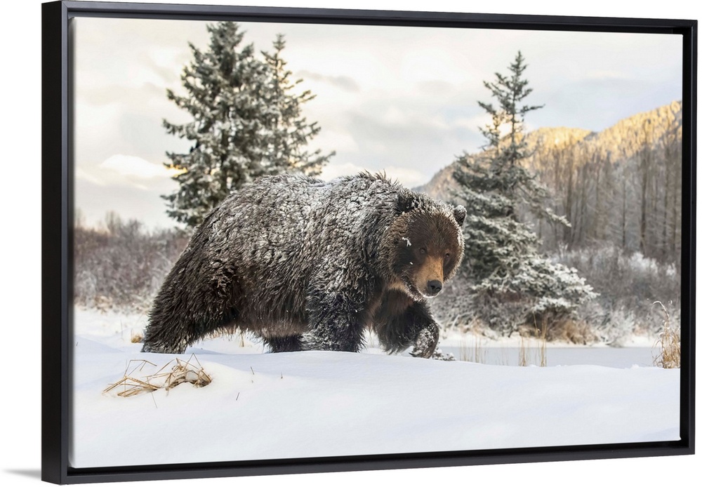 Grizzly bear (Ursus arctic sp.) walking in the snow, Alaska Wildlife Conservation Center, South-central Alaska; Portage, A...