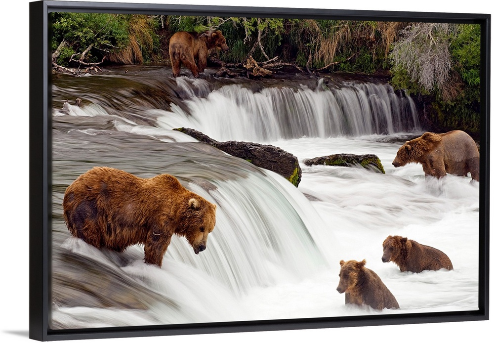 Big canvas print of brown bears trying to catch fish near a small waterfall in the forest.