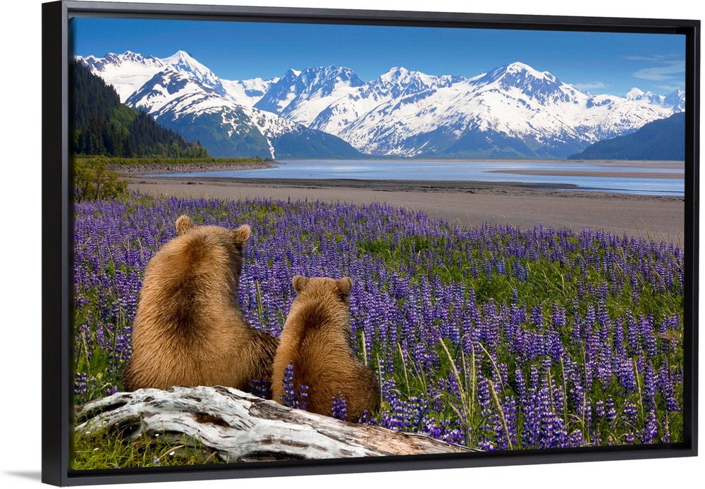 Composite, Grizzly Sow & cub sit in lupine along Seward Highway, Turnagain Arm, Southcentral Alaska, Summer