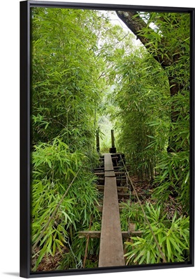 Hawaii, Maui, Waihee, A swinging Bridge into a lush green forest