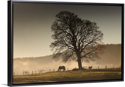 Horses Grazing In A Field Covered With Fog, Northumberland, England