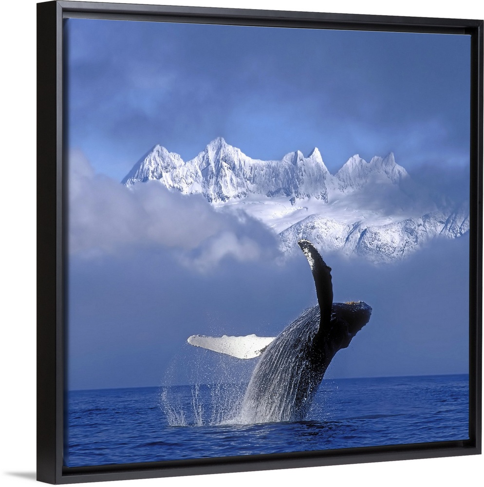 A large whale breaches water with a thick layer of fog just behind it and only the top of the snow covered mountains are s...