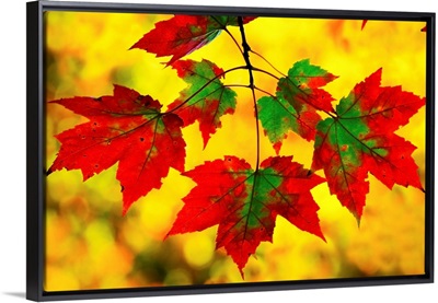 Leaves In Autumn