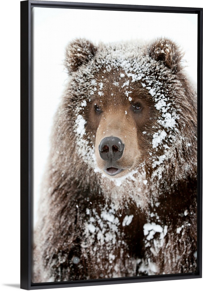 Photograph of a large brown bear with his face framed by snow clinging to his shaggy fur. Perfect for a cabin or rustic do...