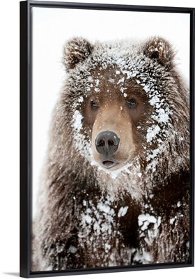 Male Brown bear with a frosty face lying on snow, Alaska Wildlife Conservation Center