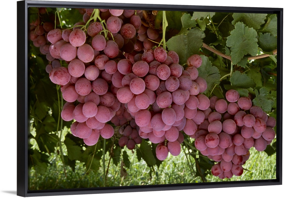 shelf Blaze Evenly Mature Red Globe table grapes on the vine Wall Art, Canvas Prints, Framed  Prints, Wall Peels | Great Big Canvas