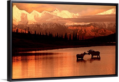 Moose Kissing in Wonder Lake Denali NP Digital Composite