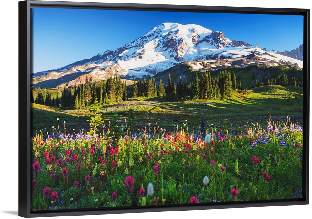 Mount Rainier And Wildflowers In A Meadow, Mount Rainier National Park, Washington