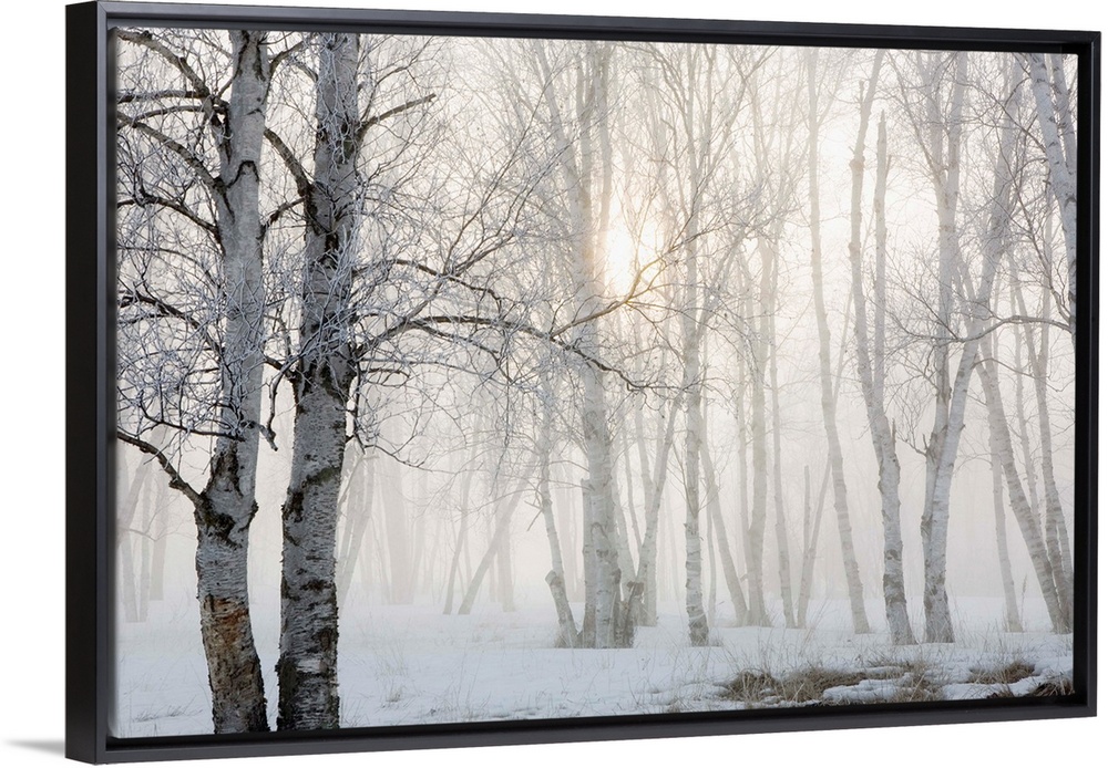 Ontario, Canada, Birch Trees In The Fog