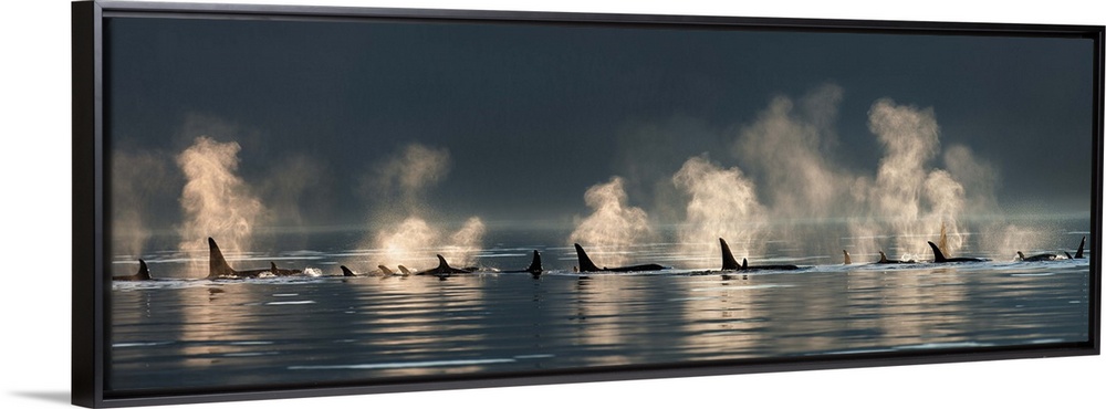 A group of Orca (killer) whales come to the surface on a calm day in Lynn Canal, Alaska, near Juneau.