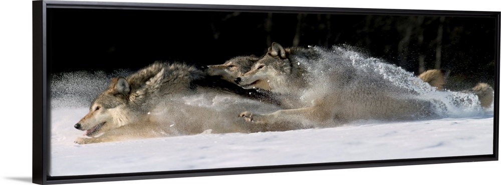 Horizontal photograph on a large canvas of three wolves running through snow, in Alaska.