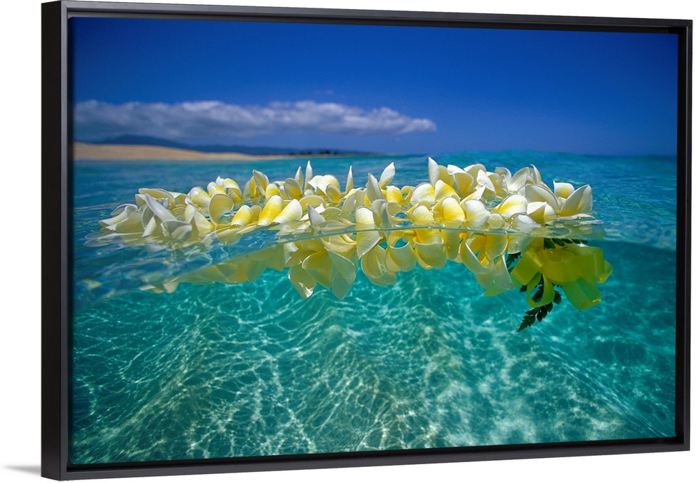 Horizontal photograph on a large wall hanging of a lei of golden plumeria flowers, floating on clear, blue ocean water ben...