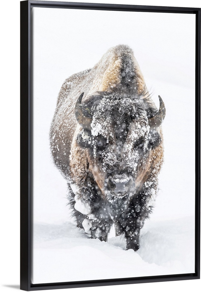 Portrait of a snow-covered Bison (Bison bison) standing in a snowstorm Yellowstone National Park, United States of America