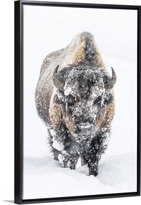 Portrait Of A Snow-Covered Bison Standing In A Snowstorm, Yellowstone National Park