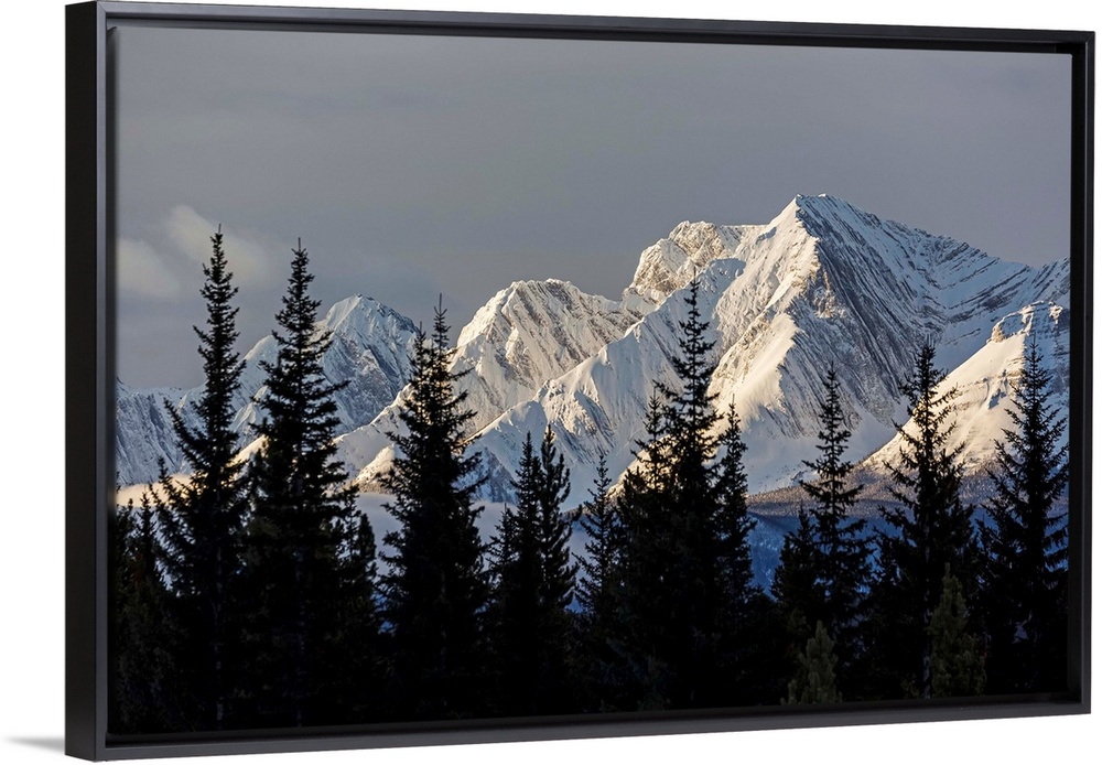Snow covered mountains with early morning light, silhouetted forest in the foreground; Kananaskis Country, Alberta, Canada