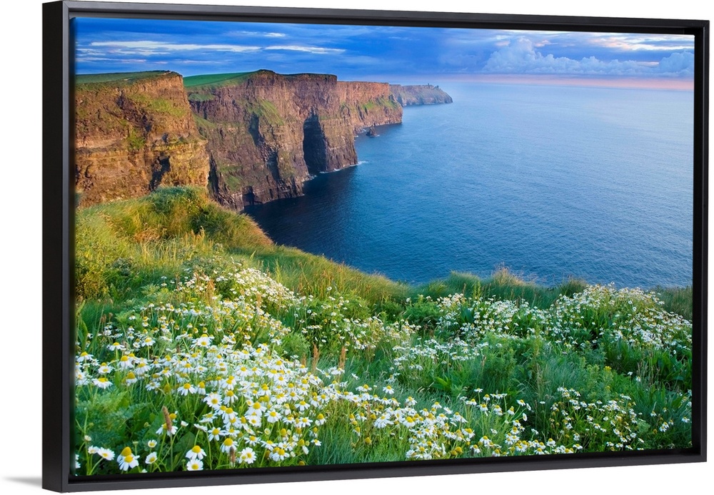 Summer Daisies Growing In Abundance On Cliffs Of Moher, County Clare, Ireland