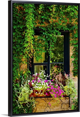 Vines Growing On A Wall And Flowers In A Window Box, Quebec City, Quebec, Canada