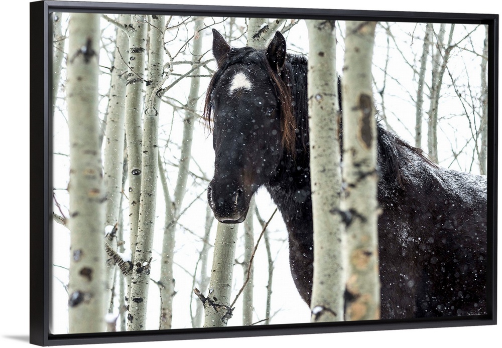 Wild horse in a snowstorm, Turner Valley, Alberta, Canada.