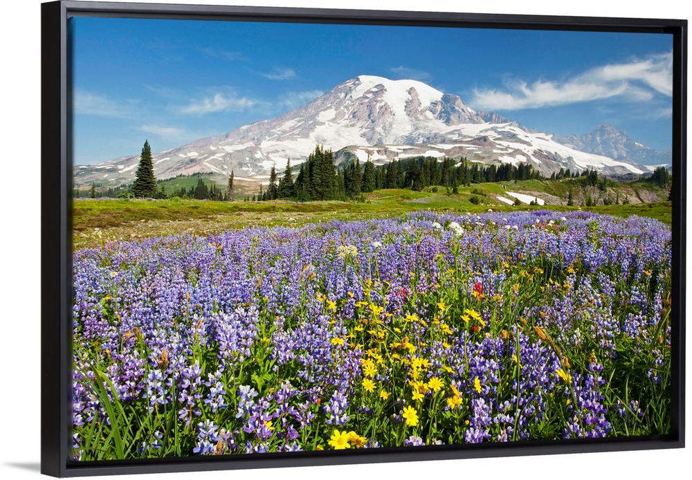 Wildflowers In Paradise Park, Mount Rainier National Park, Washington