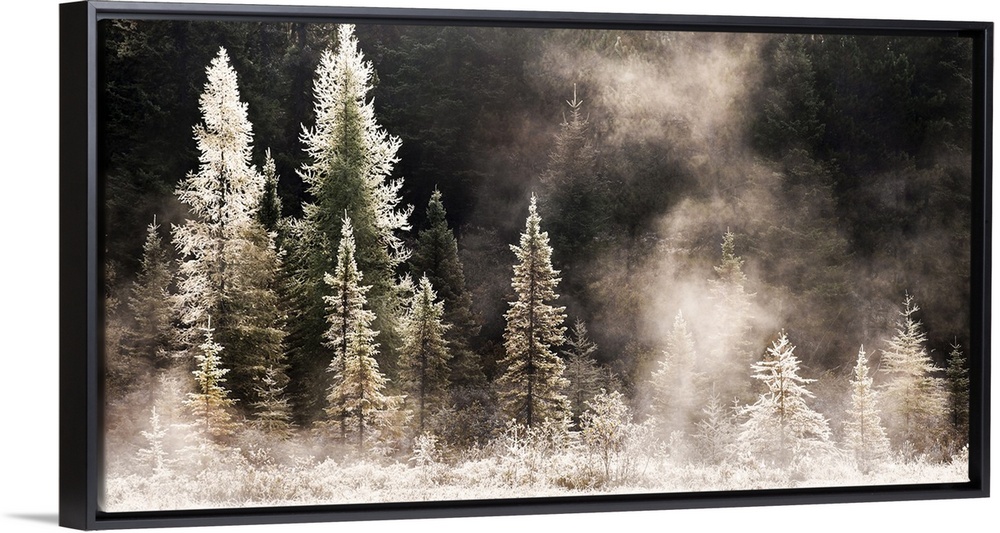 Horizontal, big photograph of a line of pine trees in various sizes, frost and ice covered and gleaming in the morning sun.