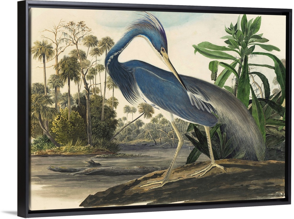 Vintage scientific illustration of a bird.