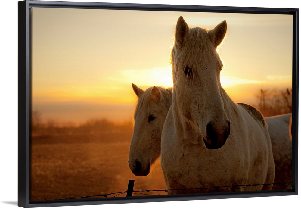 The early dawn light shines behind the manes of two white horses, already moving about their pasture at sunrise.
