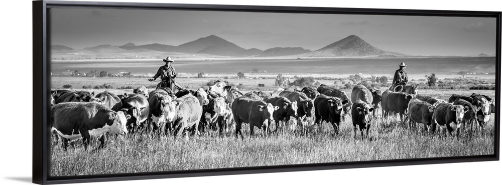 Black and white panoramic photograph of two cowboys herding cattle.