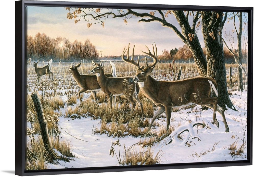 Herd of white tails in a snowy field.