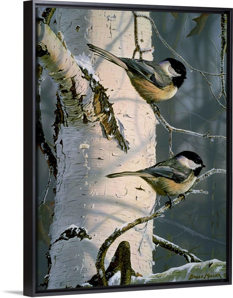 Two chickadees on a white birch tree branch.