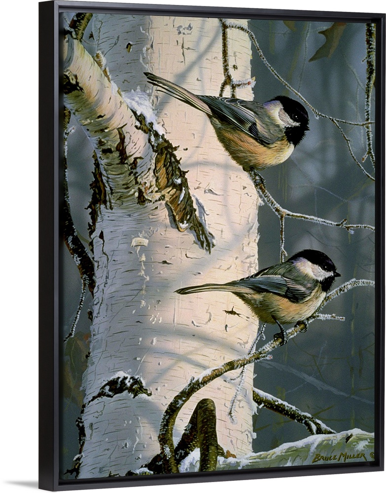Two chickadees on a white birch tree branch.