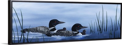 Family of Loons
