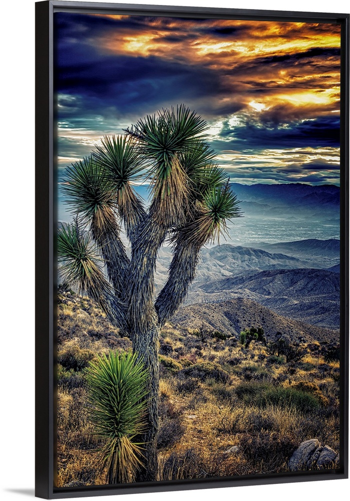 A photograph of a Joshua tree in the Joshua Tree national park.