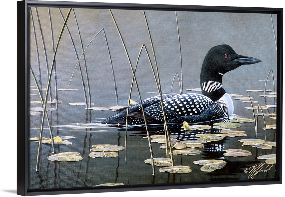 Loon swimming in water.