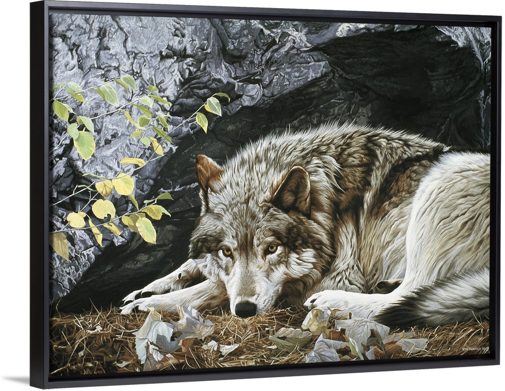 A wolf rests on the ground, its back facing a large rock face.