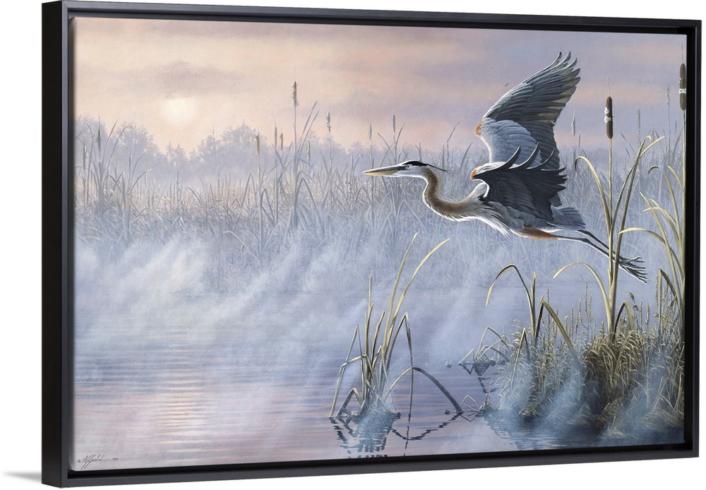 Great Blue Heron flying over a misty marsh at sunrise.