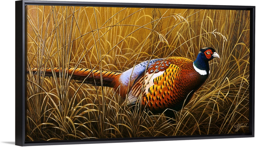 A ring neck pheasant hiding in tall grass.