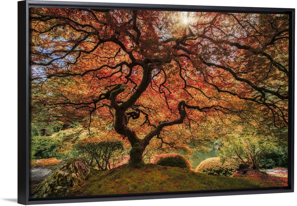 An artistic photograph of an old Japanese maple tree in autumn foliage in a zen garden.