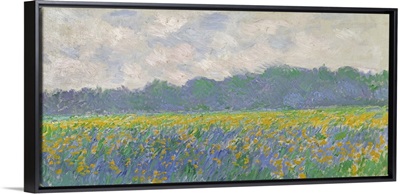 Field Of Yellow Irises At Giverny, 1887