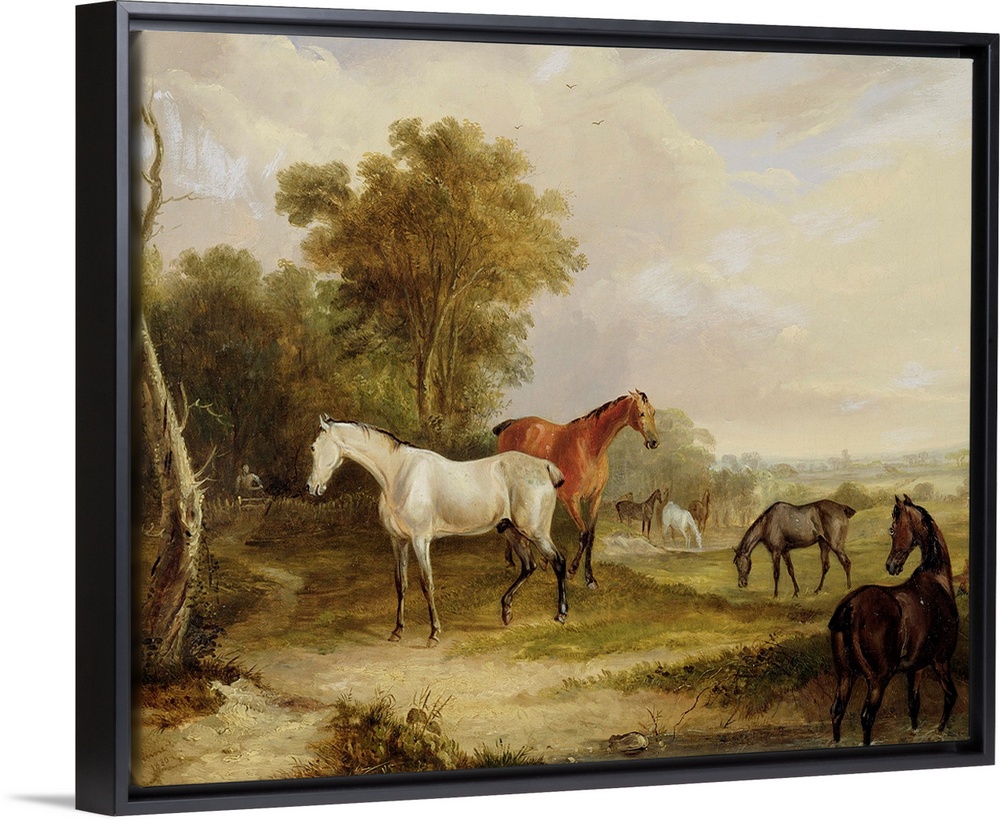 Horses Grazing: A Grey Stallion grazing with Mares in a Meadow