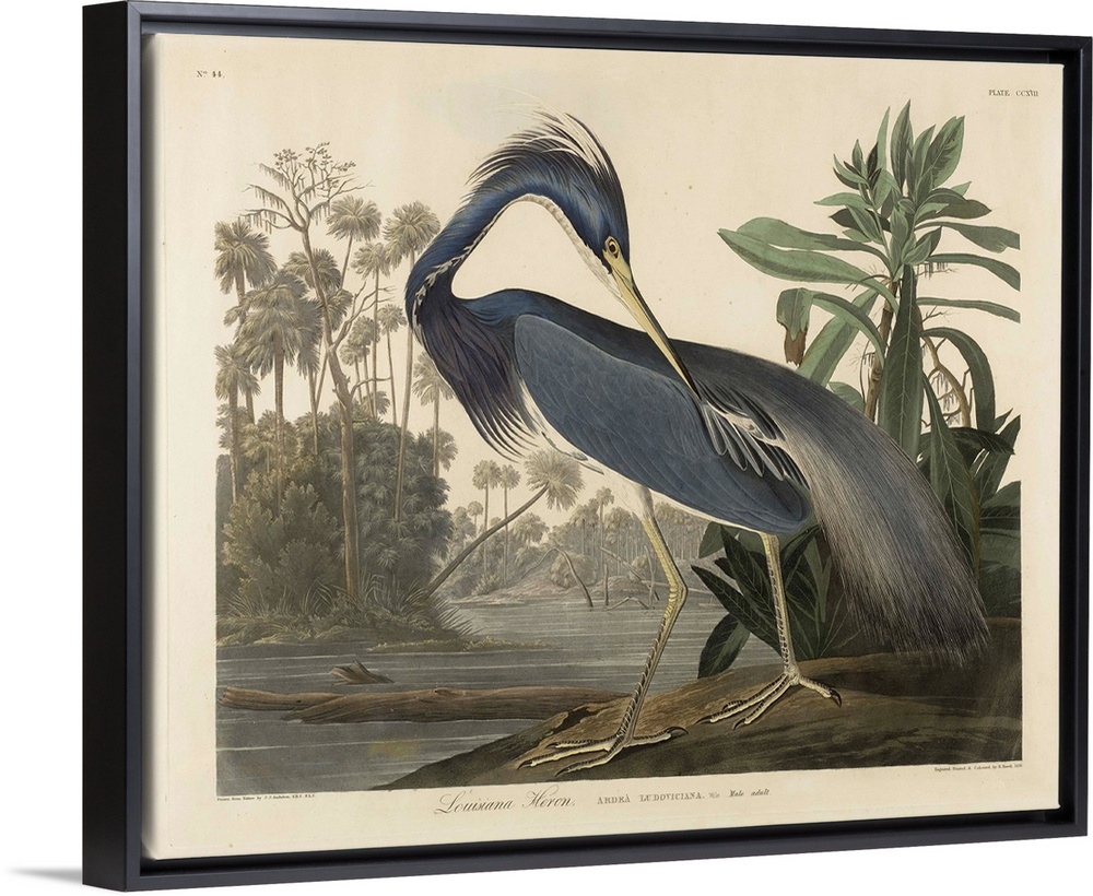 1834; after John James Audubon (1785-1851). Originally a hand-colored aquatint on woven paper.