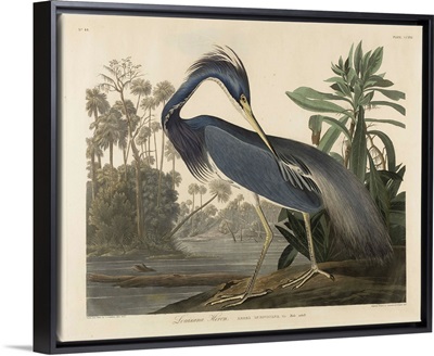 Louisiana Heron, 1834