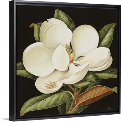 Magnolia Grandiflora, 2003