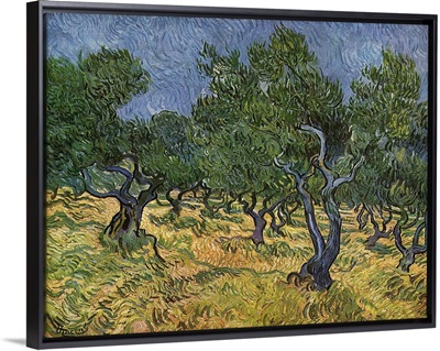 The Olive Grove