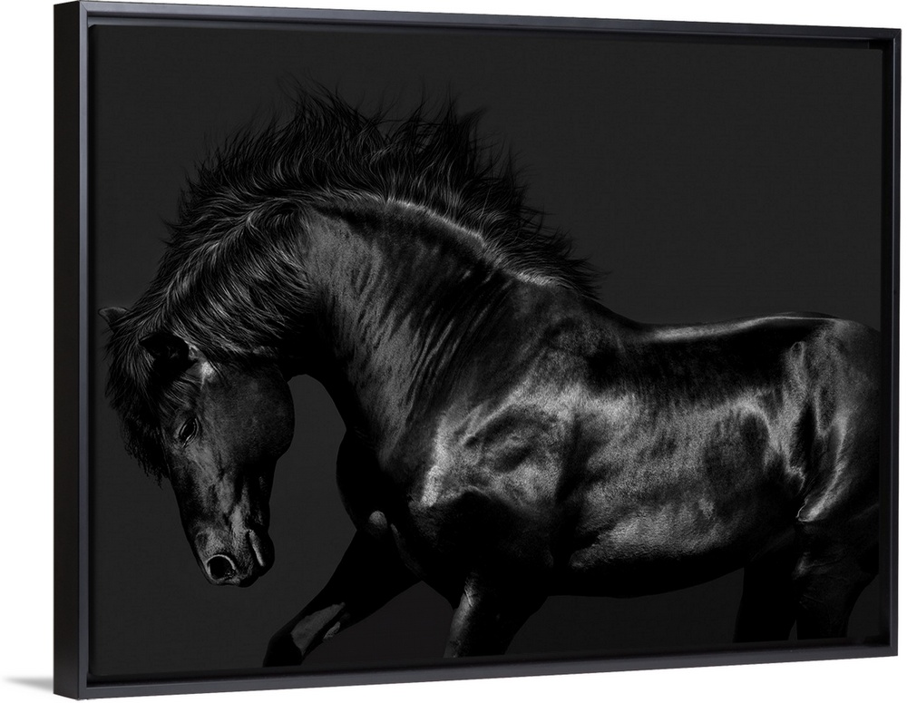 Photograph of a galloping black horse against a black background.