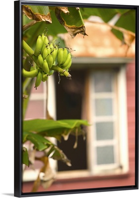 Barbados, North East Coast, Bathsheba, Banana Tree, Open Window