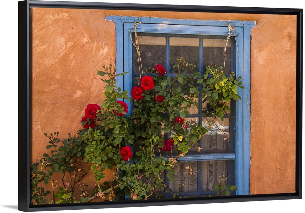 Blue Painted Lattice Wooden Window With A Red Rose Bush Against