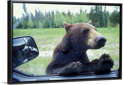 British Columbia, Black Bear looks in camper window near Mt. Robson National Park